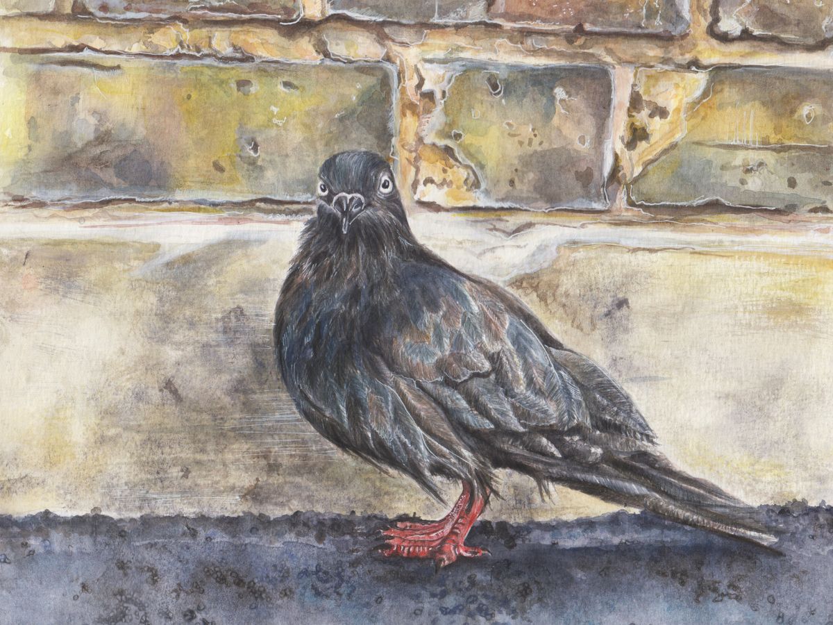 Pigeon, painting, brick wall